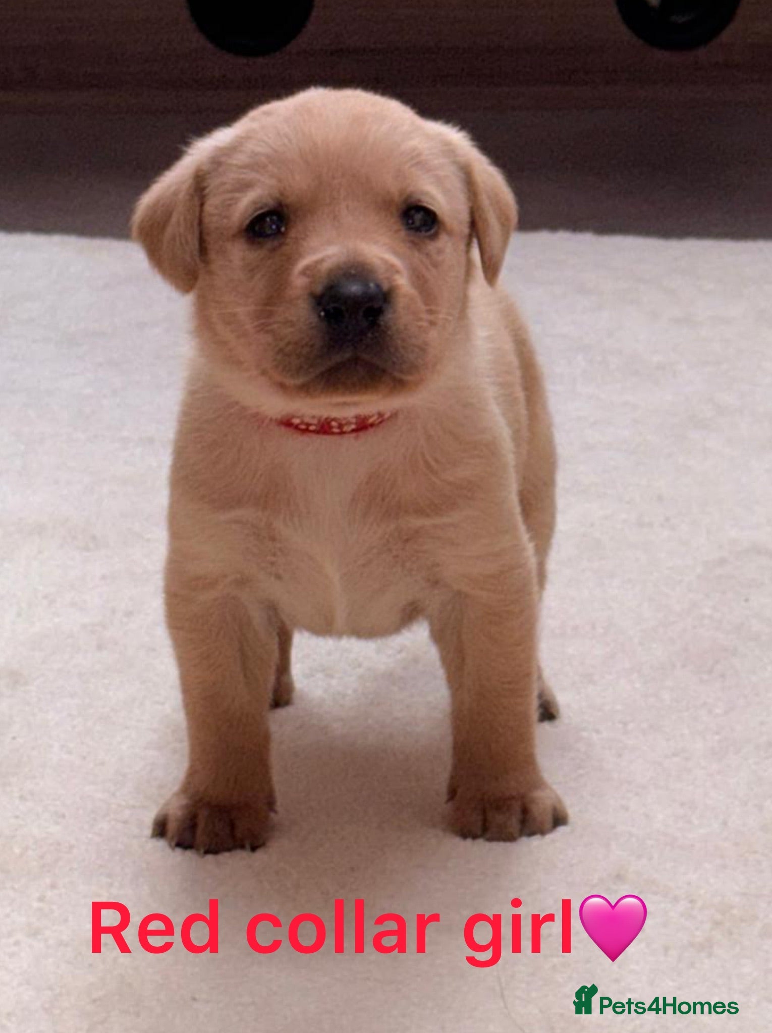 Labrador Retriever dogs 1Girl&1Boy Golden Kc Reg Labrador Retrievers  - Advert 18