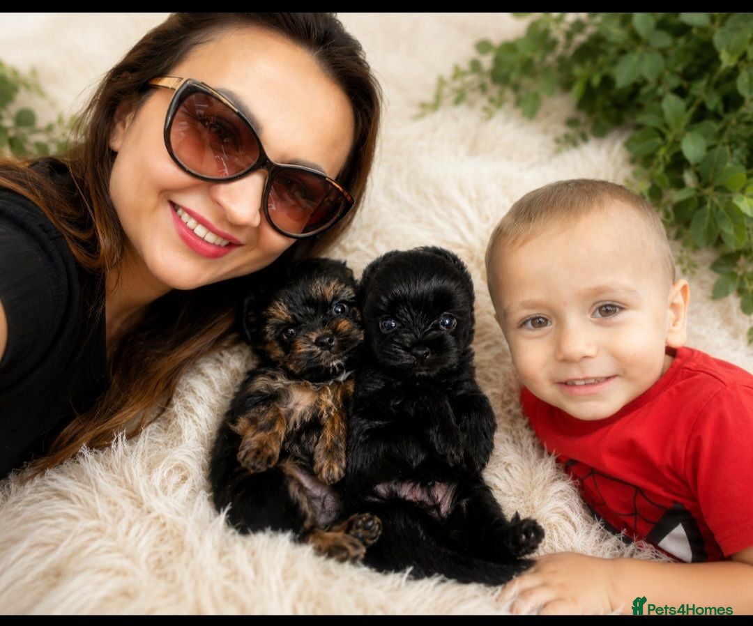 Yorkshire Terrier dogs Yorkshire Terrier - Advert 2