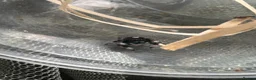 Spiders invertebrates for sale: Jumping spider babies l6/l7, P.regius (Soroa) - Advert 8