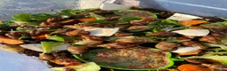 Snails invertebrates for sale: Giant African Snails for sale! - Advert 11