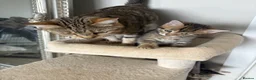 British Shorthair cats for sale: Tabby kittens in Sunderland - Advert 2