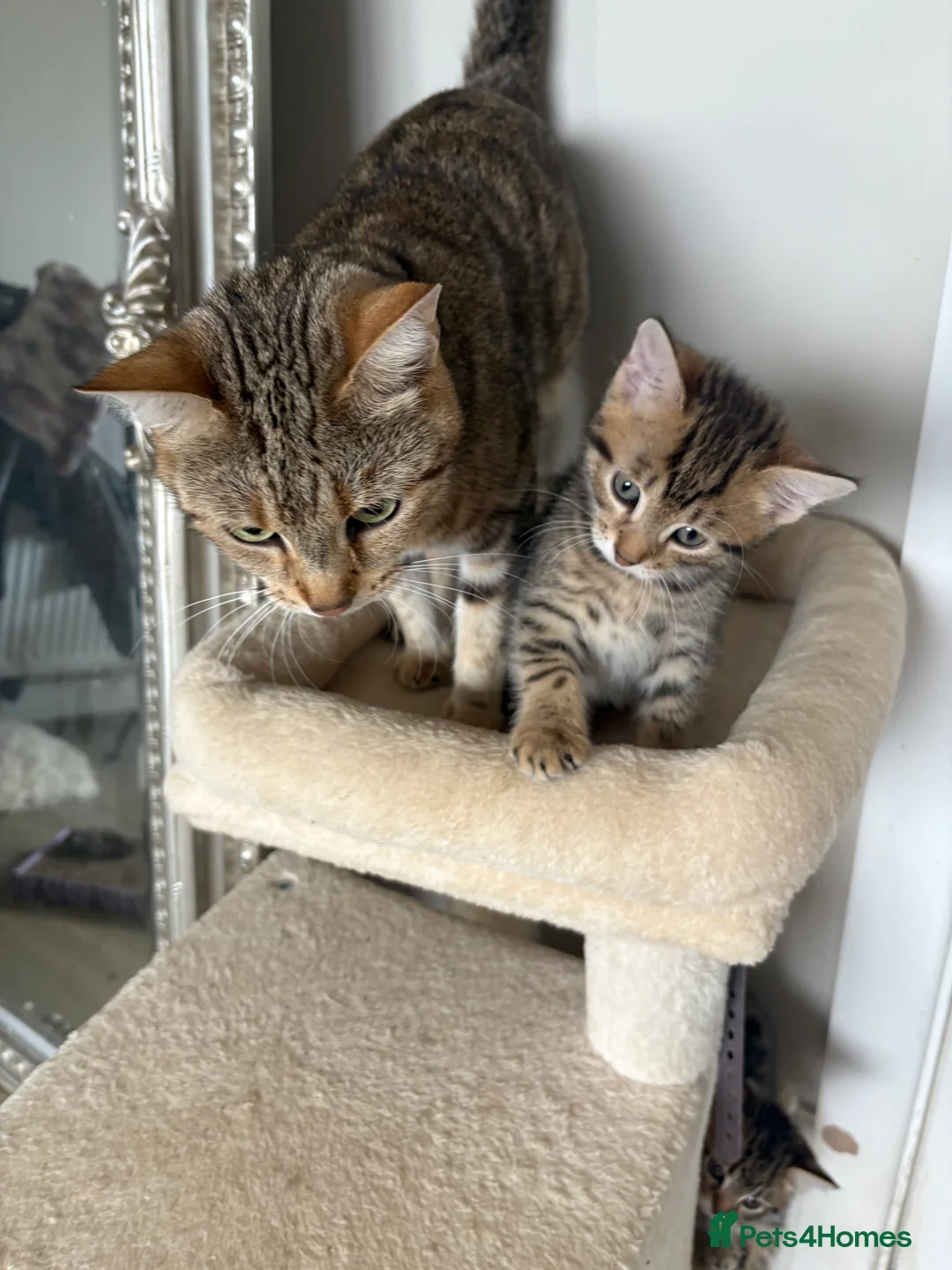 British Shorthair cats for sale: Tabby kittens in Sunderland - Advert 2