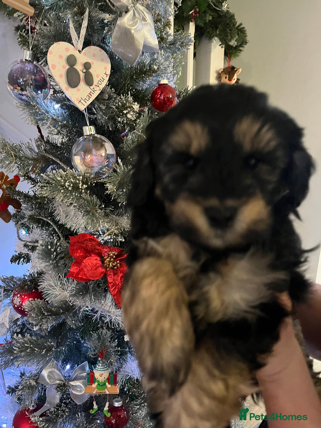 Cockapoo dogs for sale: Beautiful cockapoo puppies  - Advert 3