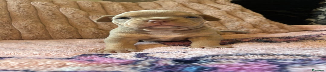 American Bully Puppy 1