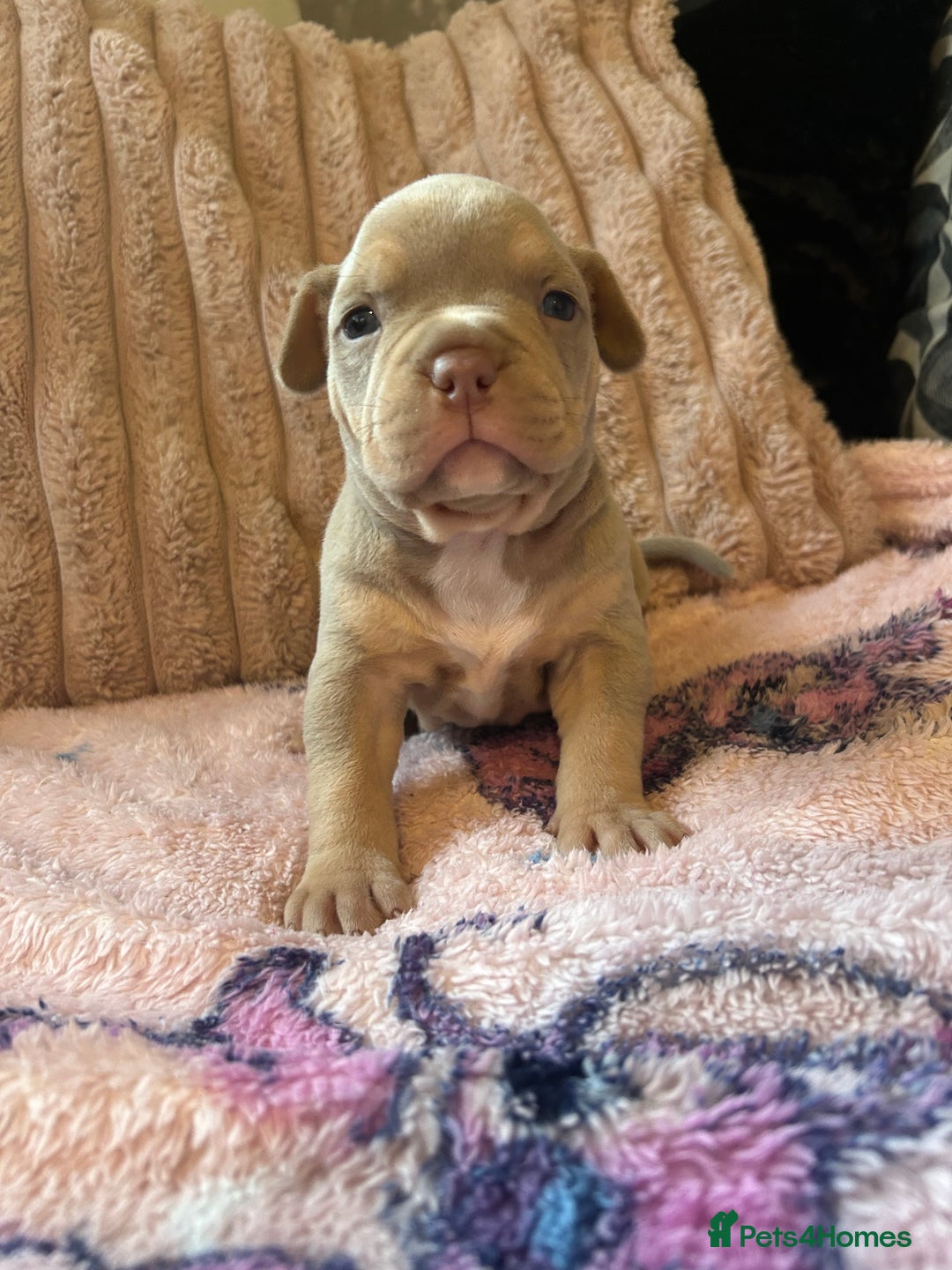 American Bully dogs for sale: American pocket bully’s  - Advert 1