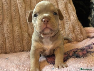 American Bully dogs for sale: American pocket bully’s - Advert 1