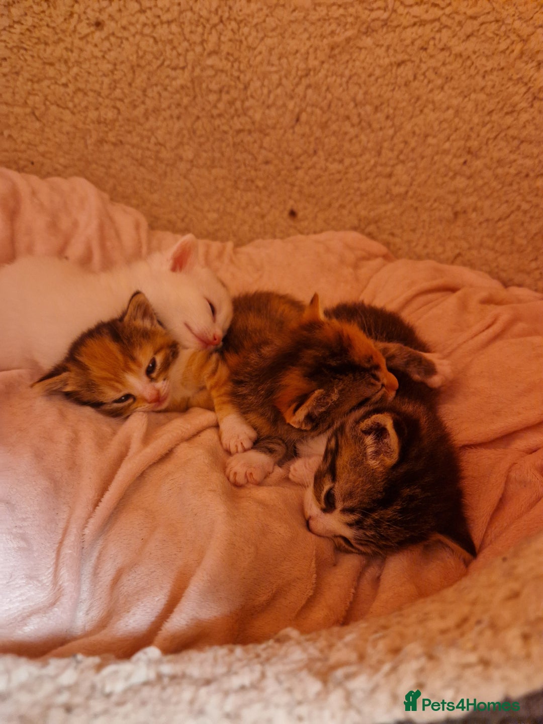 Mixed Breed cats for sale: ⭐️⭐️⭐️Siberian cross ⭐️⭐️⭐️ - Advert 7