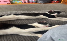 Mixed Breed cats for sale: Twin Boys - Image 1