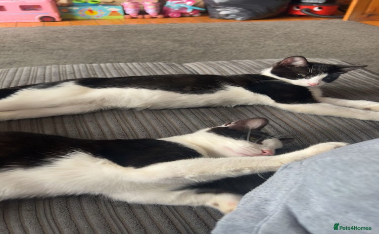 Mixed Breed cats Twin Boys - Advert 18