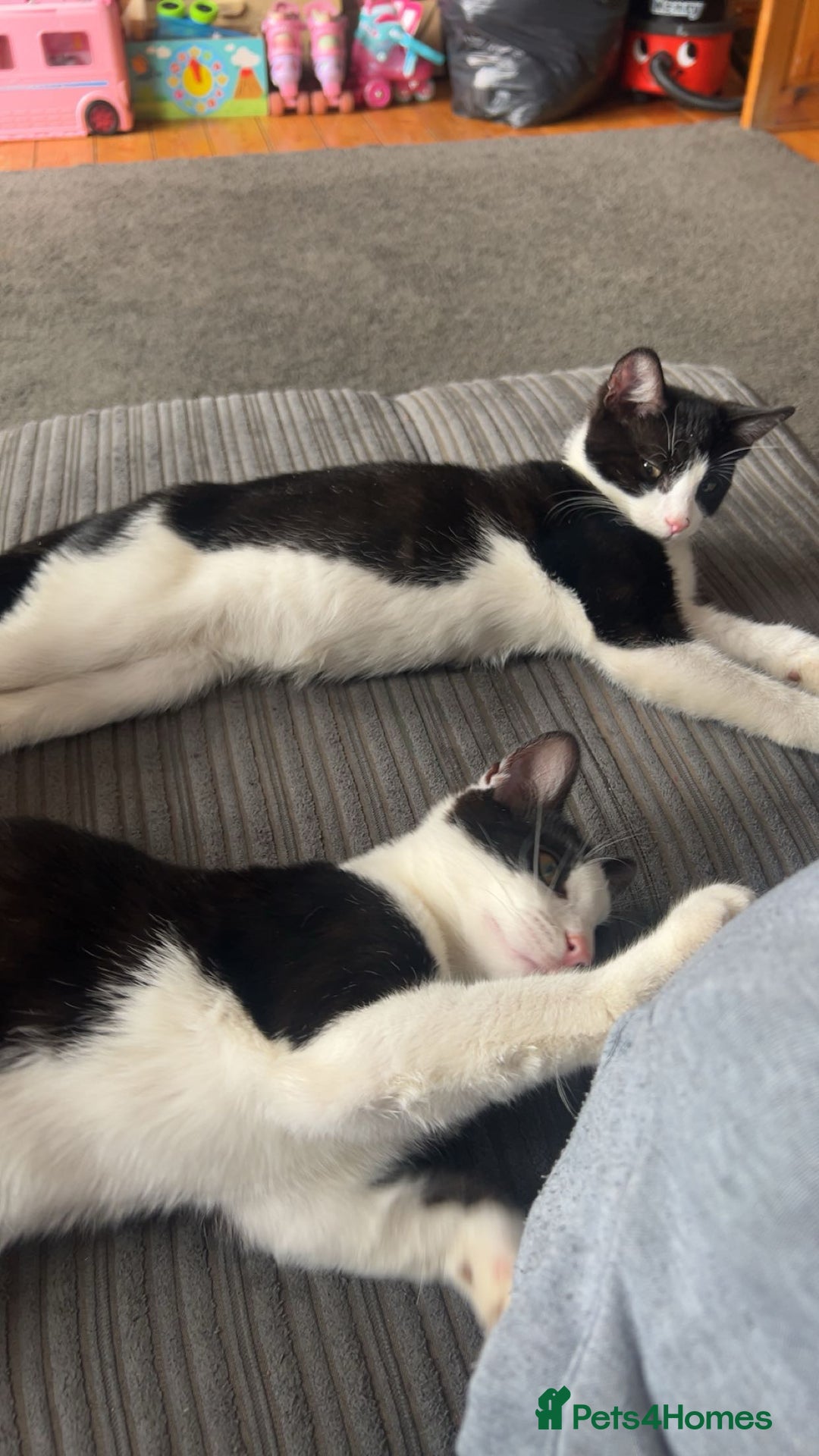 Mixed Breed cats for sale: Twin Boys - Image 1