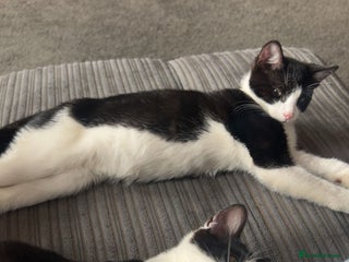 Mixed Breed cats - Advert 25