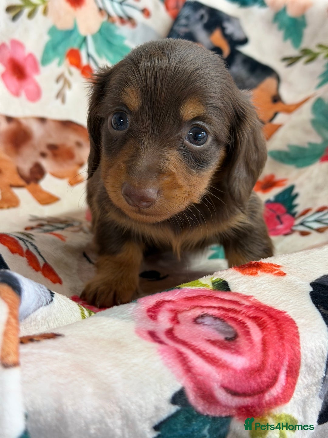 Miniature Dachshund dogs for sale: 2 left Long haired mini dachshund pups  - Advert 9