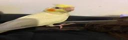 Cockatiels birds for sale: Handed reared baby cockatiel  - Advert 4