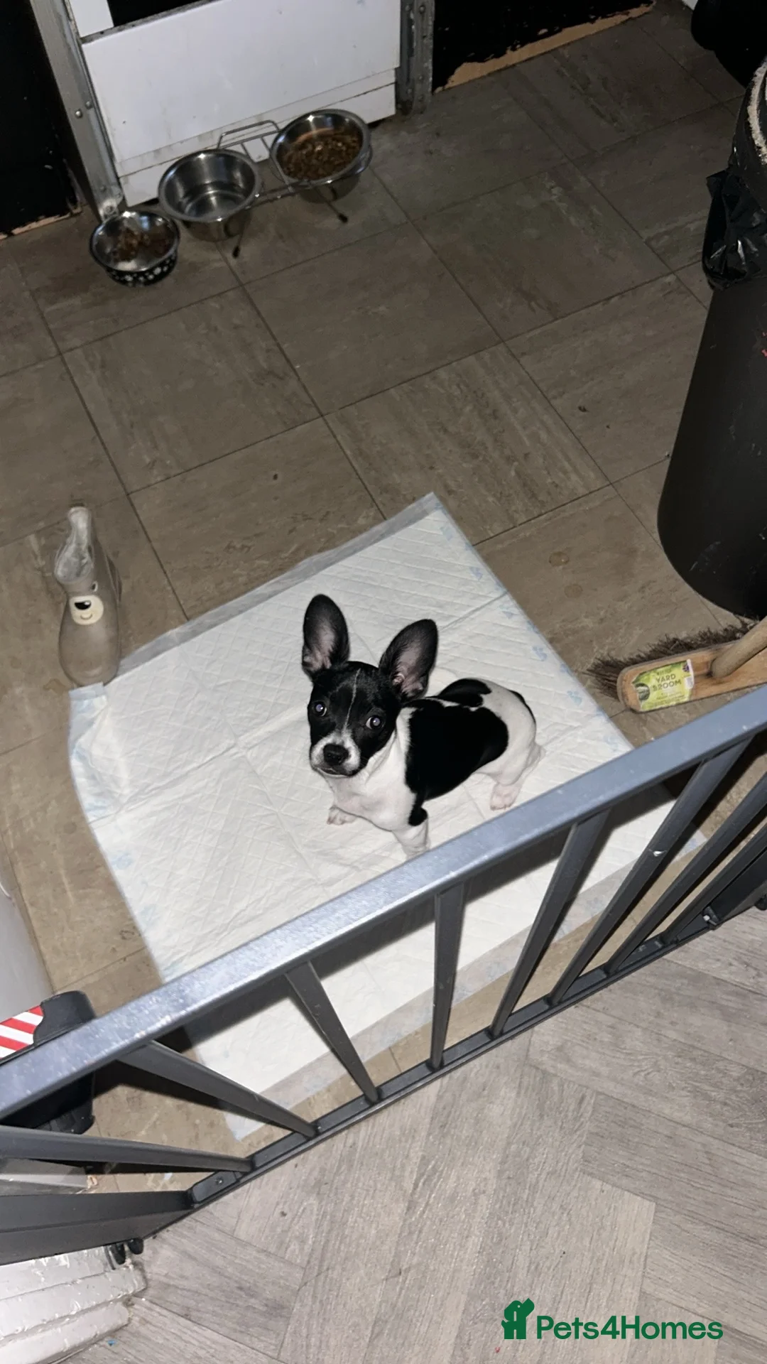 Mixed Breed dogs for sale: Dapple the 6 month old pup - Advert 2