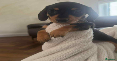 Miniature Dachshund dogs - Advert 12