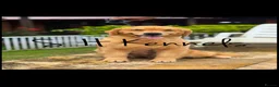 Golden Retriever dogs for sale: Outstanding American Golden Retrievers - Advert 14