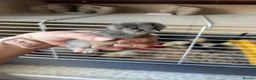 Chickens poultry for sale: Silkie Chicks - Advert 7