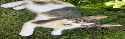 Mixed Breed cats for sale: Kittens for sale  - Advert 5