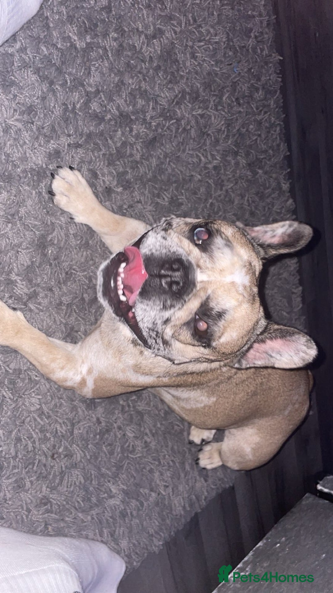 French Bulldog dogs for sale: French bulldog  - Advert 1