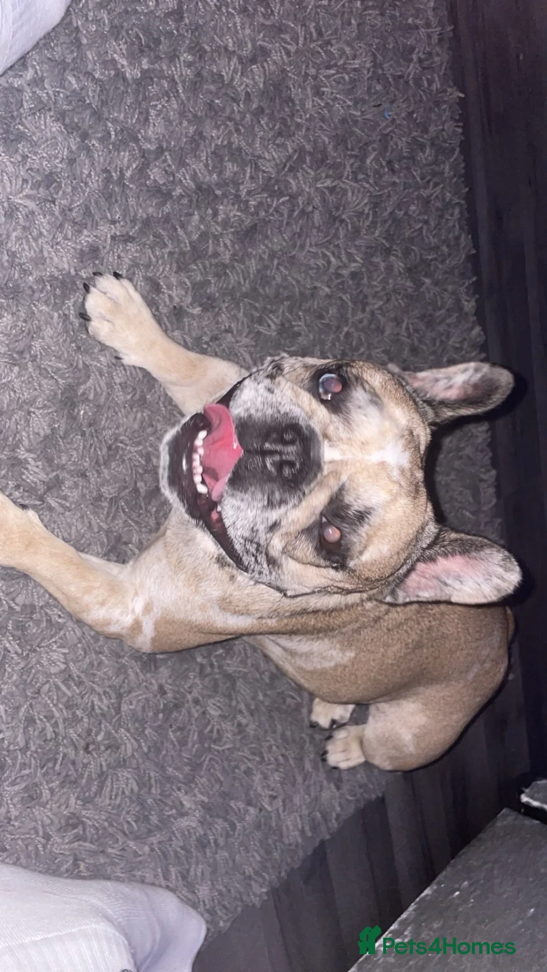 French Bulldog dogs for sale: French bulldog  - Advert 1