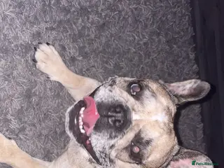 French Bulldog dogs French bulldog - Advert 6