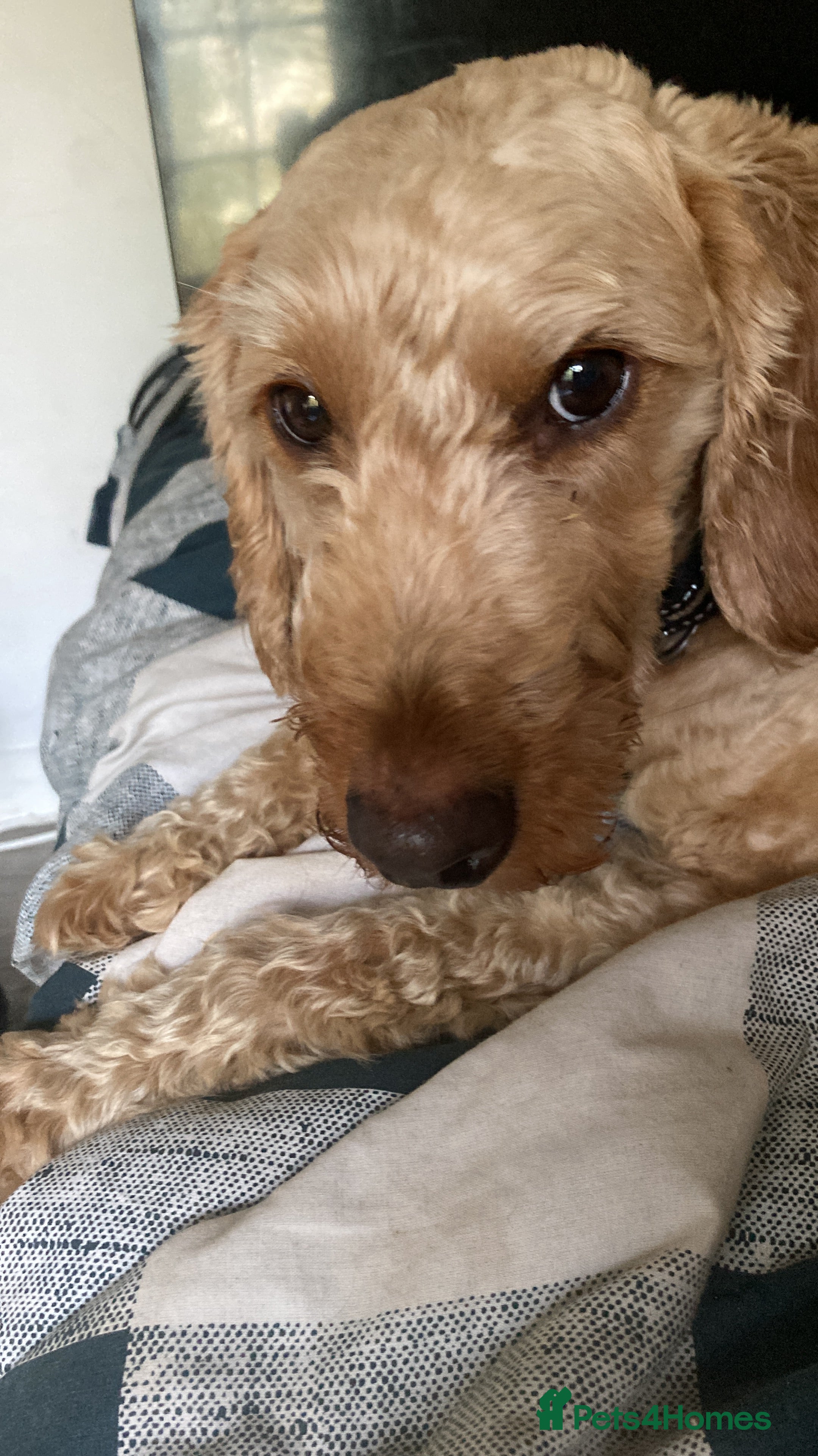 Labradoodle dogs Django, 5 year old labradoodle for sale - Advert 1
