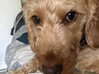 Labradoodle dogs Django, 5 year old labradoodle for sale - Advert 1