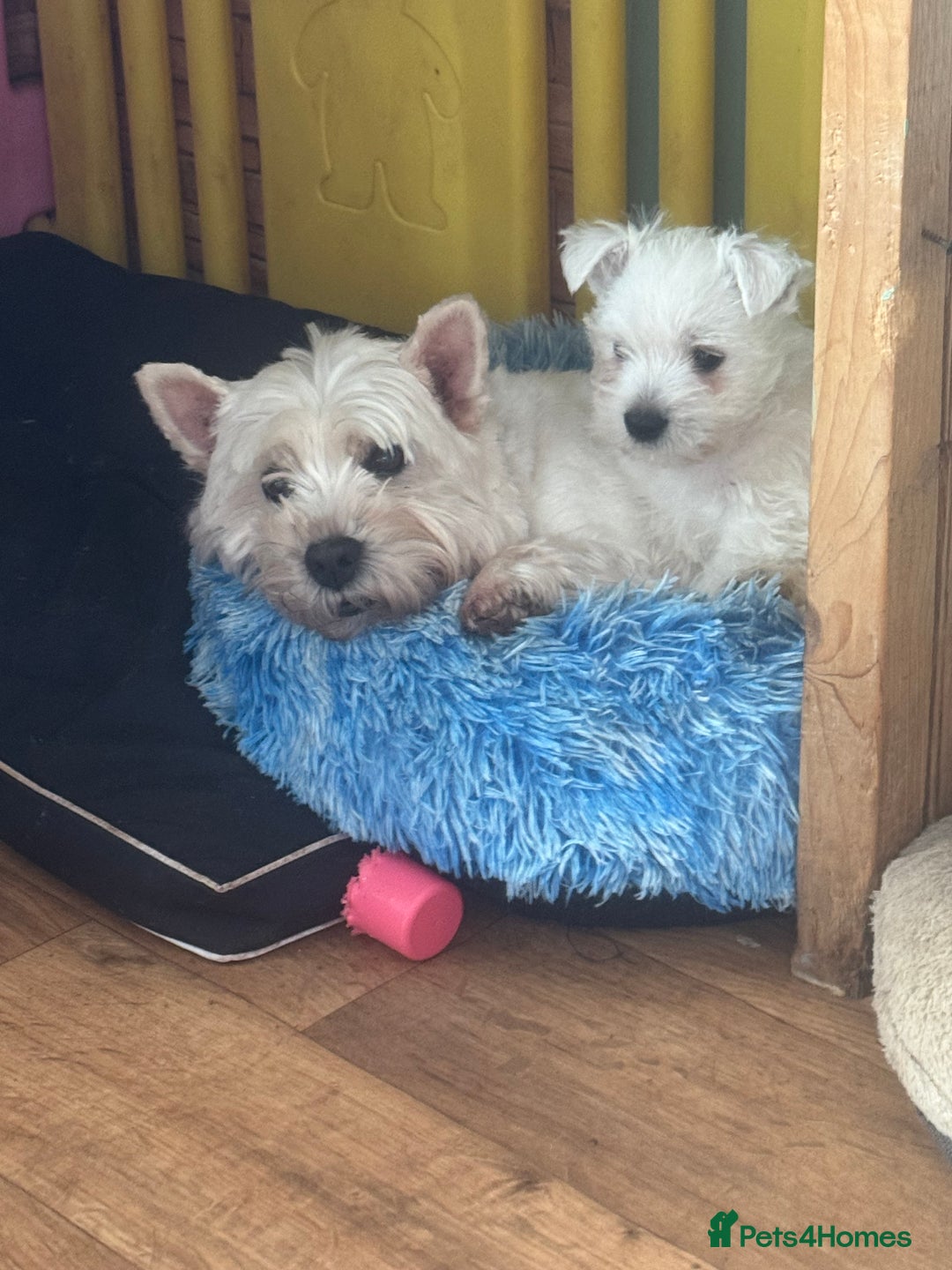 West Highland Terrier dogs for sale: West highland terriers  - Advert 11