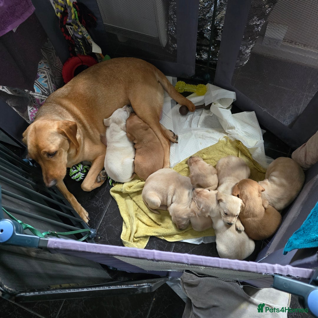 Labrador Retriever dogs for sale: Labrador retriever puppies - Advert 10