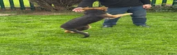 German Shepherd dogs for sale: 5 month old German Shepherd  - Advert 5