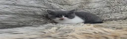 British Shorthair cats for sale: Stunning Gccf Registered British shorthair kittens - Advert 11