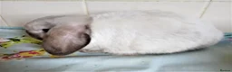 Mini Lop rabbits for sale: Pedigree Mini Lops in Tamworth - Advert 13
