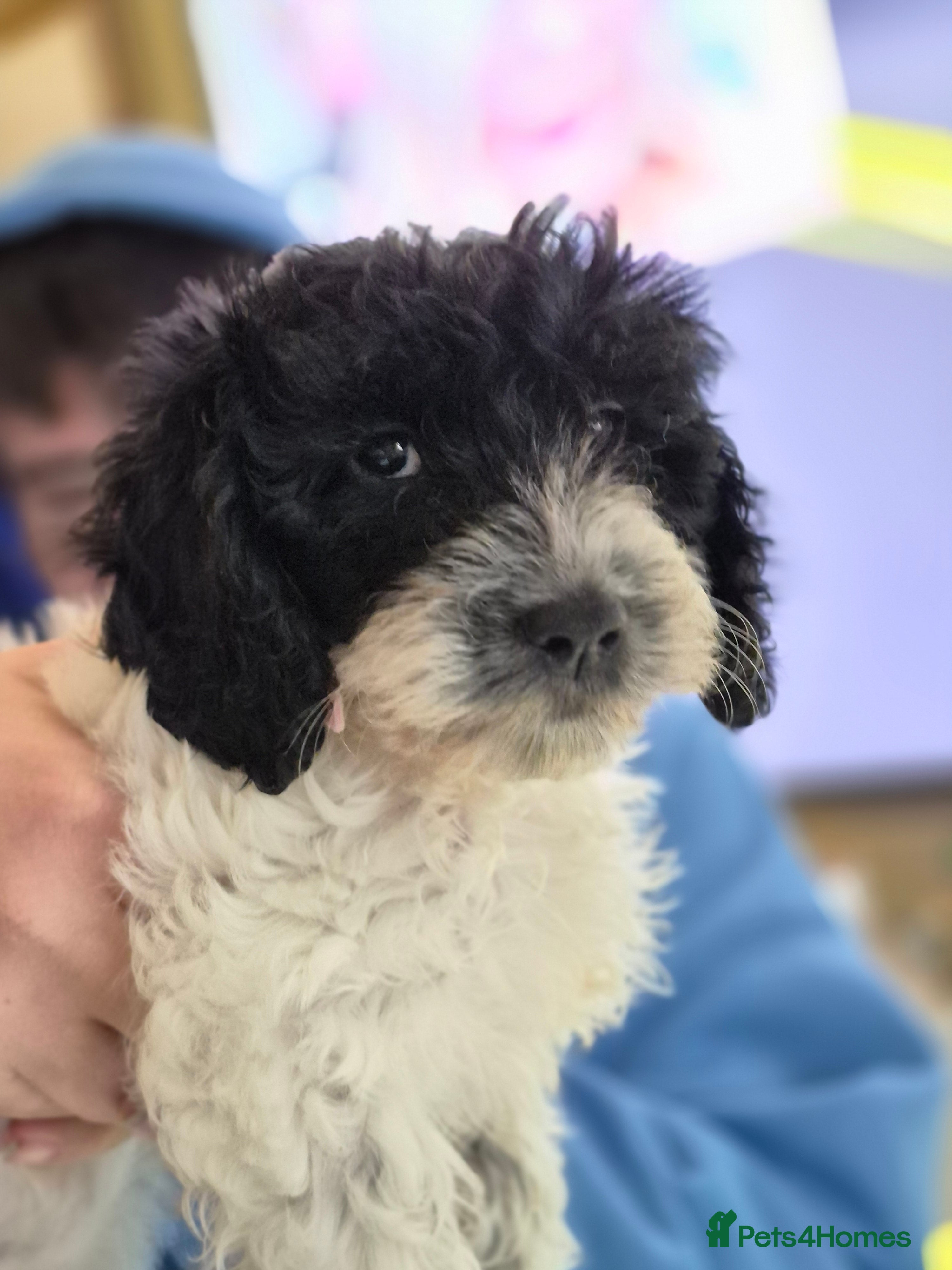 Cockapoo dogs 7 x F2 cockerpoo puppies 4 boys 3 girls - Advert 2
