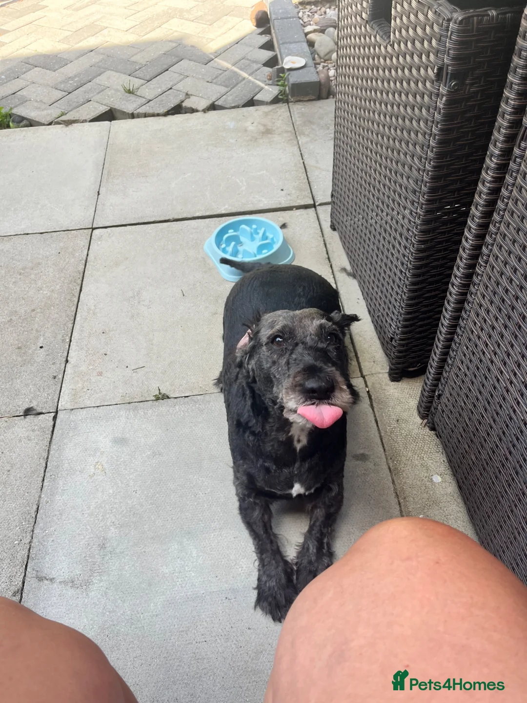 Jackapoo dogs for sale: Teddy in Woking - Advert 1
