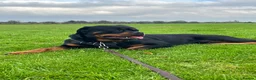Rottweiler dogs for stud: Romanian Junior Champion Rottguardian Igor - Advert 11