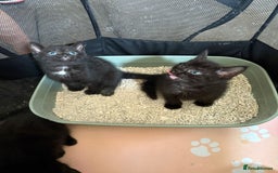 Mixed Breed cats for sale: Beautiful kittens ready for new homes now  - Image 3
