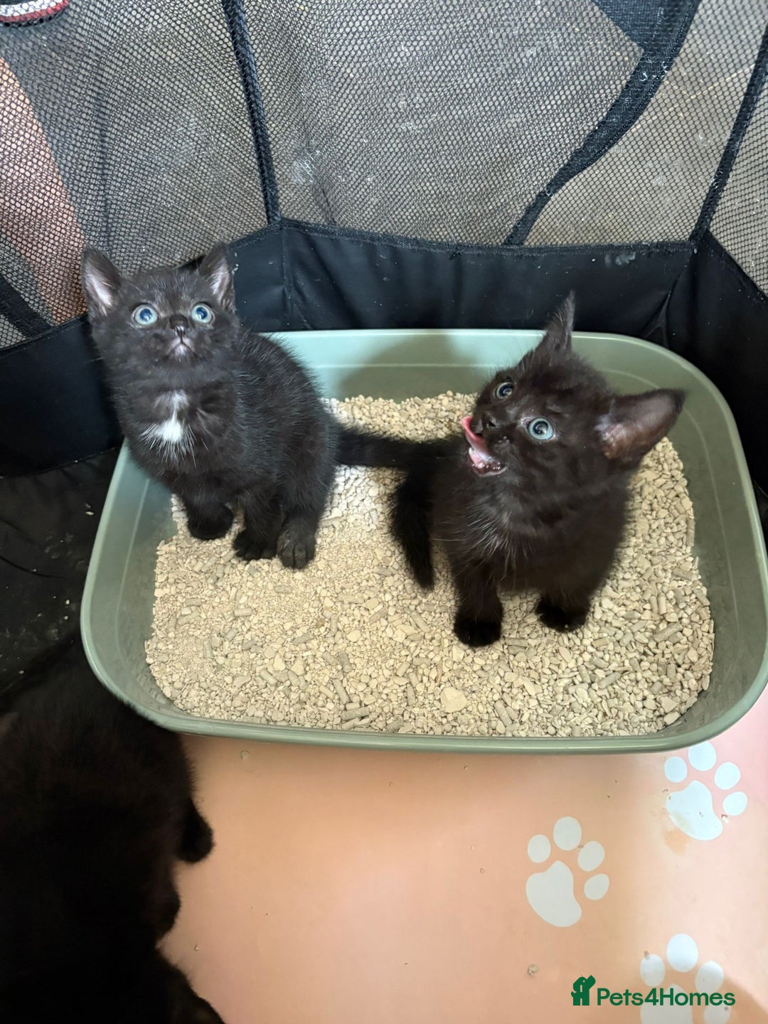 Mixed Breed cats for sale: Beautiful kittens ready for new homes now  - Image 3