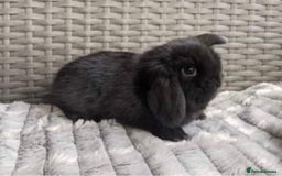 Mini Lop rabbits for sale: MINI LOP BUNNIES / PEDIGREE  - Image 33