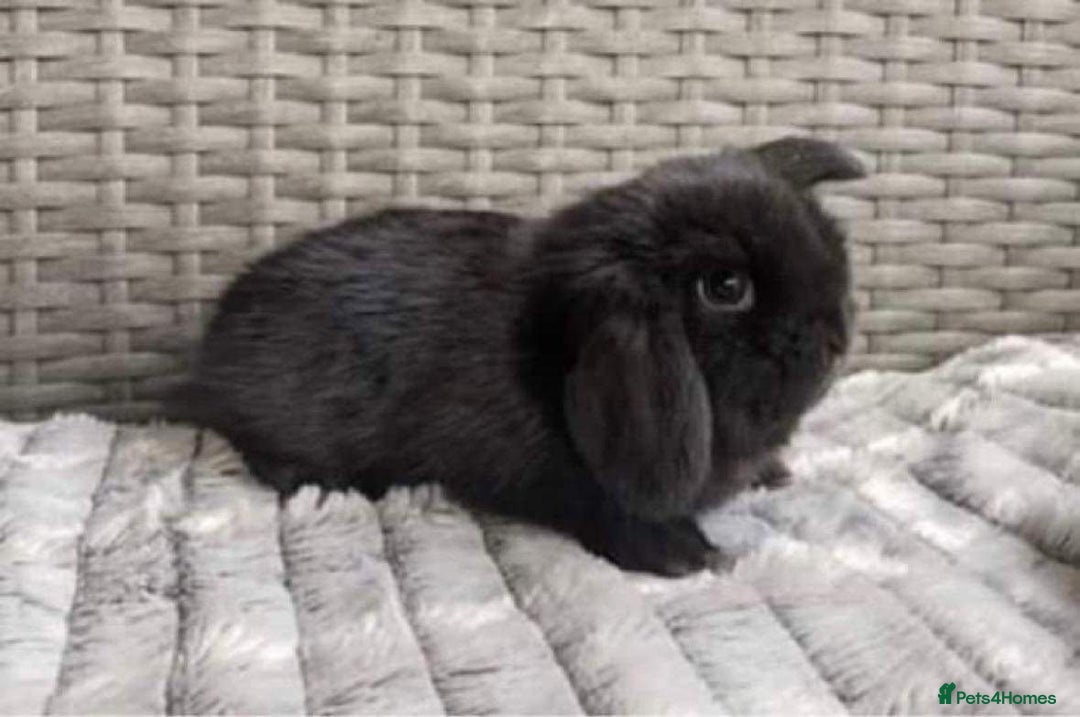 Mini Lop rabbits for sale: MINI LOP BUNNIES / PEDIGREE  - Image 33