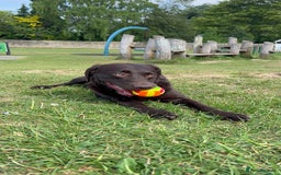 Labrador Retriever dogs for sale: Female Chocolate Labrador - Advert 2