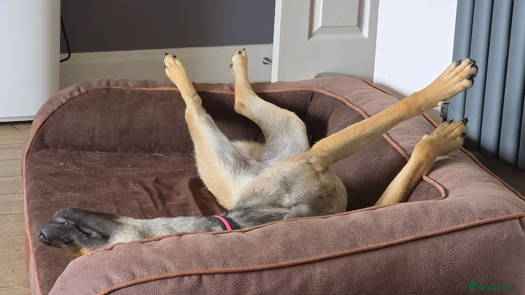 Mixed Breed dogs for adoption: 🍀 CLOVER - COULD YOU BE HER LUCKY CHARM?🍀 - Advert 2