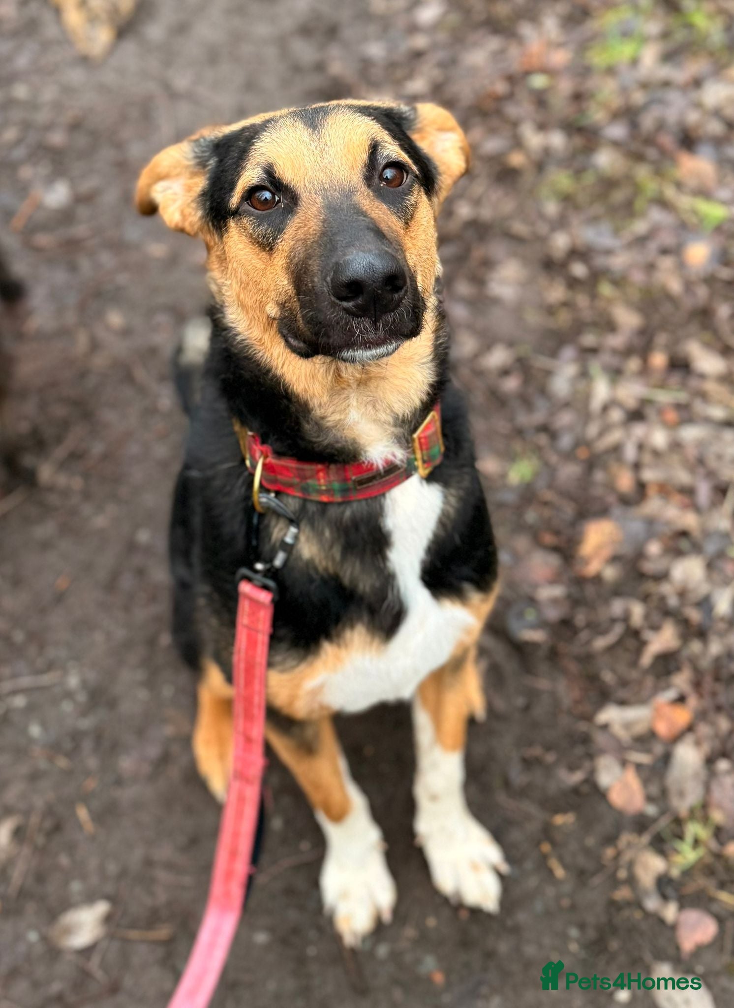 Mixed Breed dogs 🌟LOOK AT HIM: 💙BRUNO💙The Best Large Young Dog - Advert 1