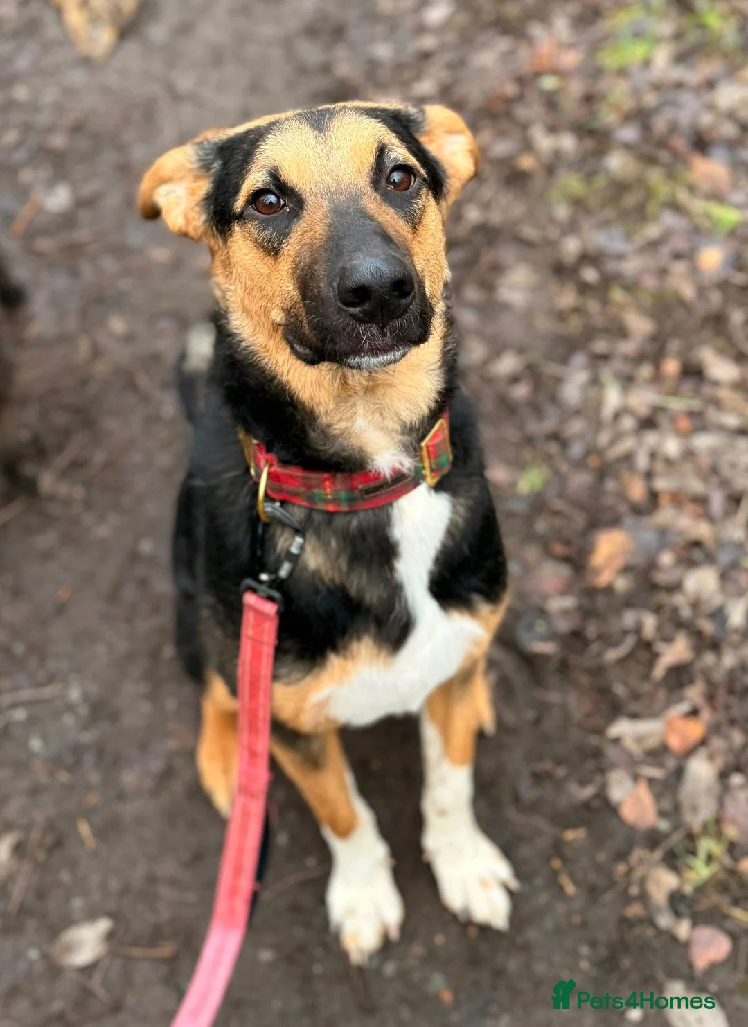 Mixed Breed dogs for adoption: 💙BRUNO💙Loyal Loving Overlooked 11 months old - Advert 2