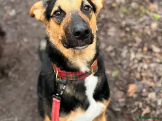 Mixed Breed dogs 🌟LOOK AT HIM: 💙BRUNO💙The Best Large Young Dog - Advert 1