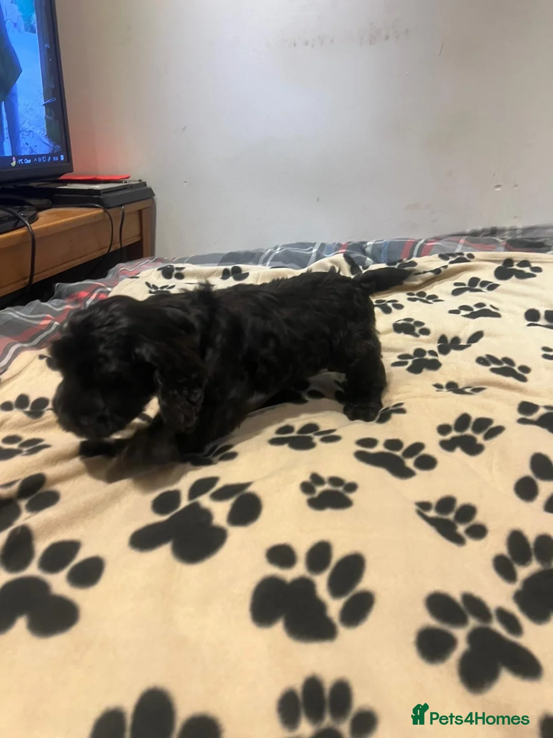 Cockapoo dogs for sale: Cocker spaniel/ cocapoo  - Advert 11