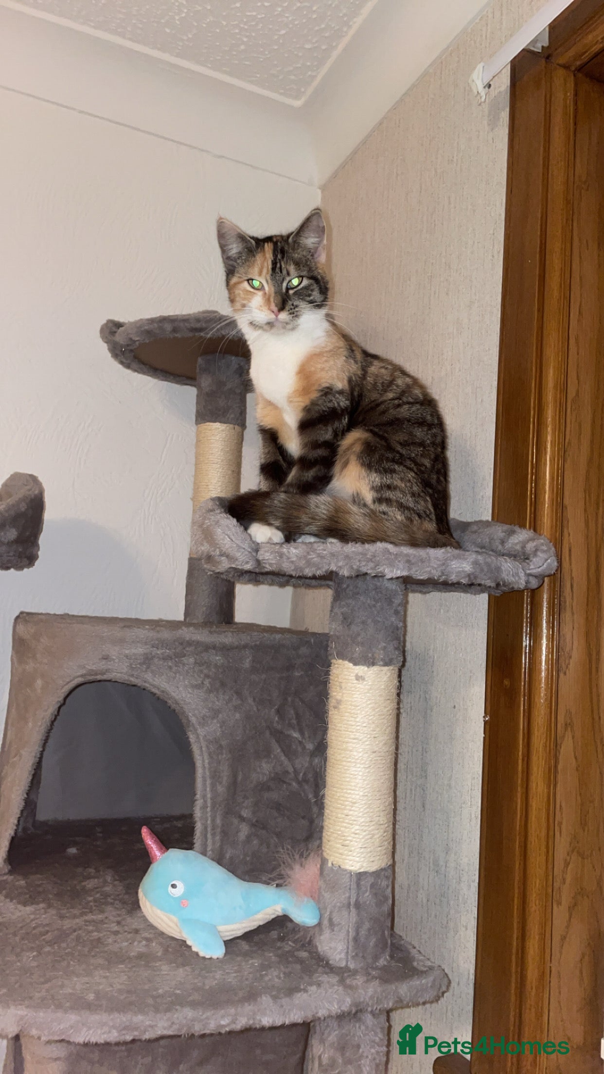 Mixed Breed cats Cat\ kitten for sale  - Advert 1