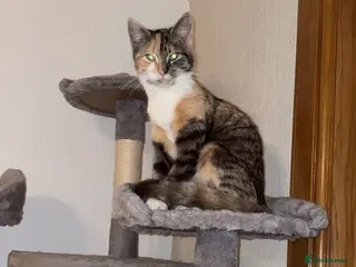 Mixed Breed cats Cat\ kitten for sale - Advert 1