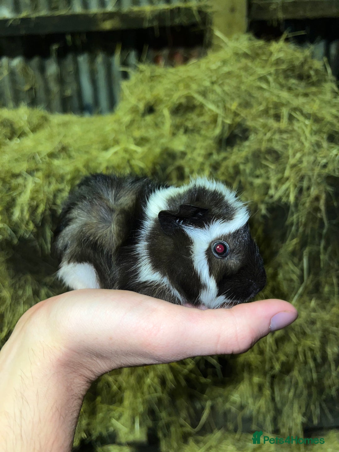 Guinea Pig rodents for sale: two guinea pig boars - Image 2
