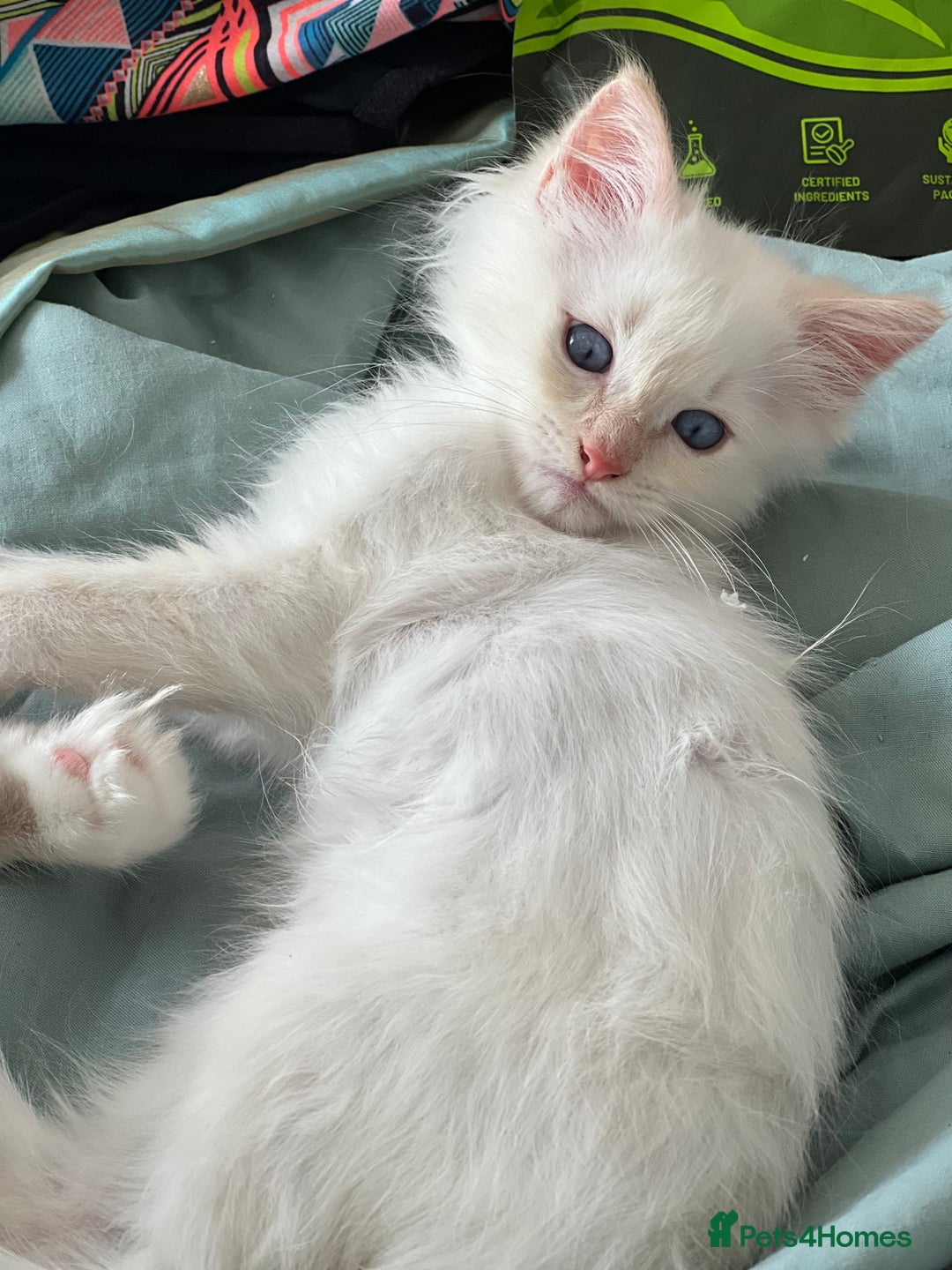 Ragdoll cats for sale: Tortie Lynx Flame Lynx pedigree Ragdolls - Image 25