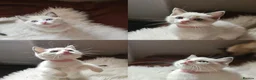 Ragamese cats for sale: Siamese x Ragdoll {Ragamese} kittens - Advert 5